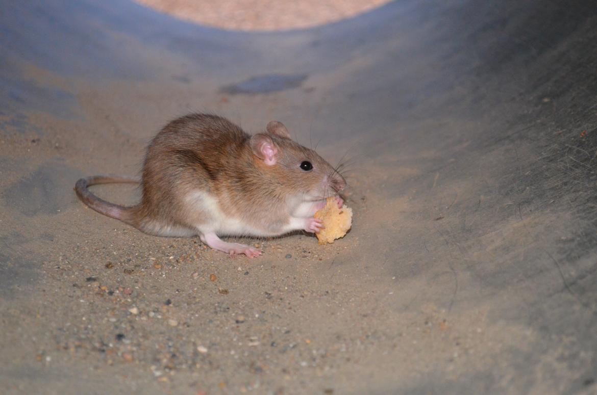 Tamrotte Tipo (Fyr på spansk) billede 5