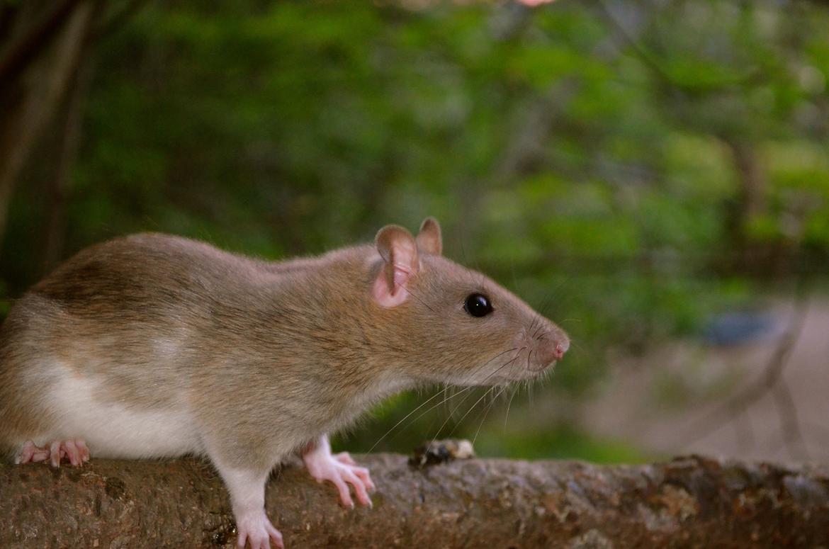 Tamrotte Tipo (Fyr på spansk) billede 6