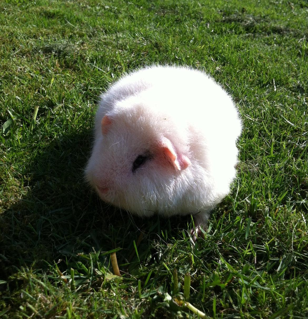 Marsvin Sitanes Snowflake billede 3