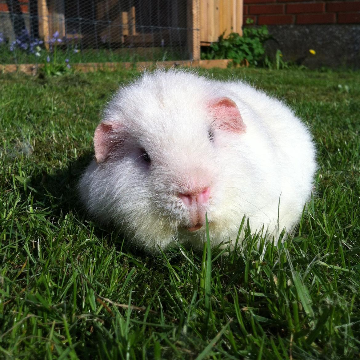 Marsvin Sitanes Snowflake billede 1