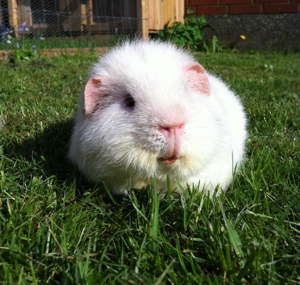 Marsvin Sitanes Snowflake billede 2