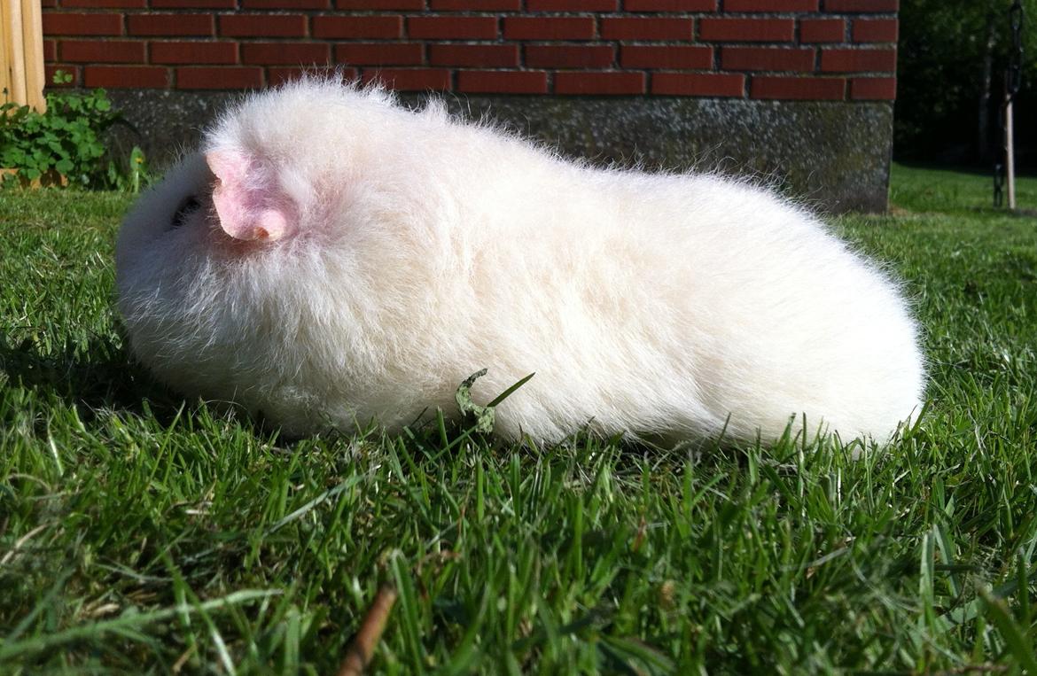 Marsvin Sitanes Snowflake billede 4