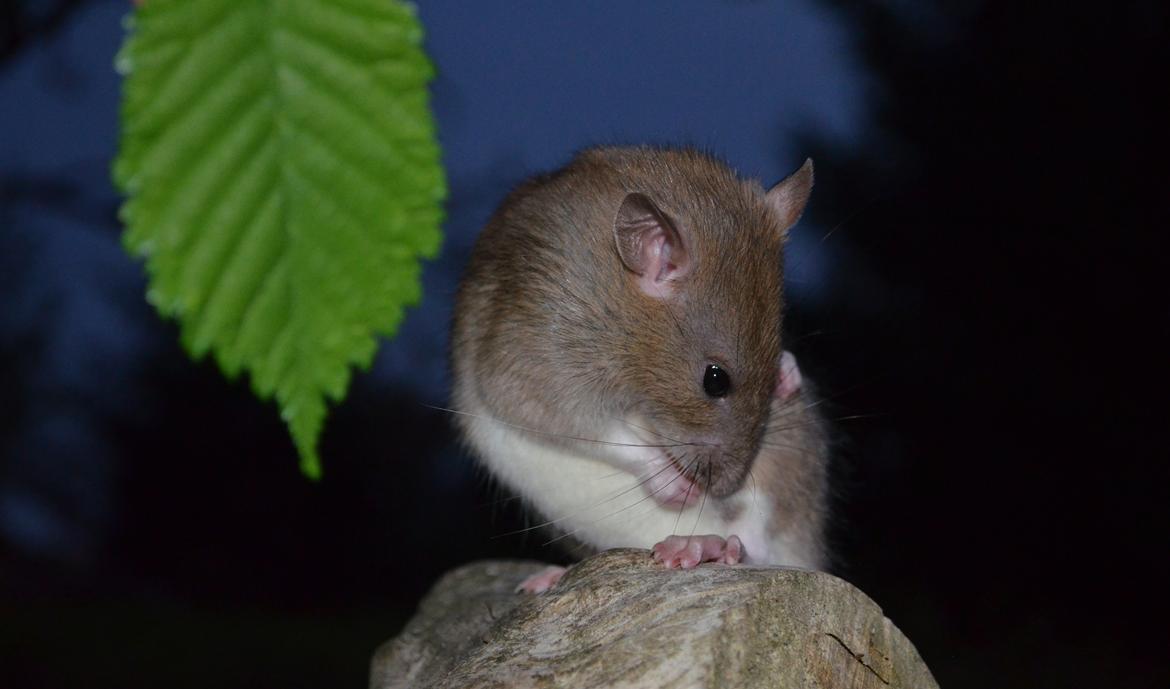 Tamrotte Tipo (Fyr på spansk) billede 7