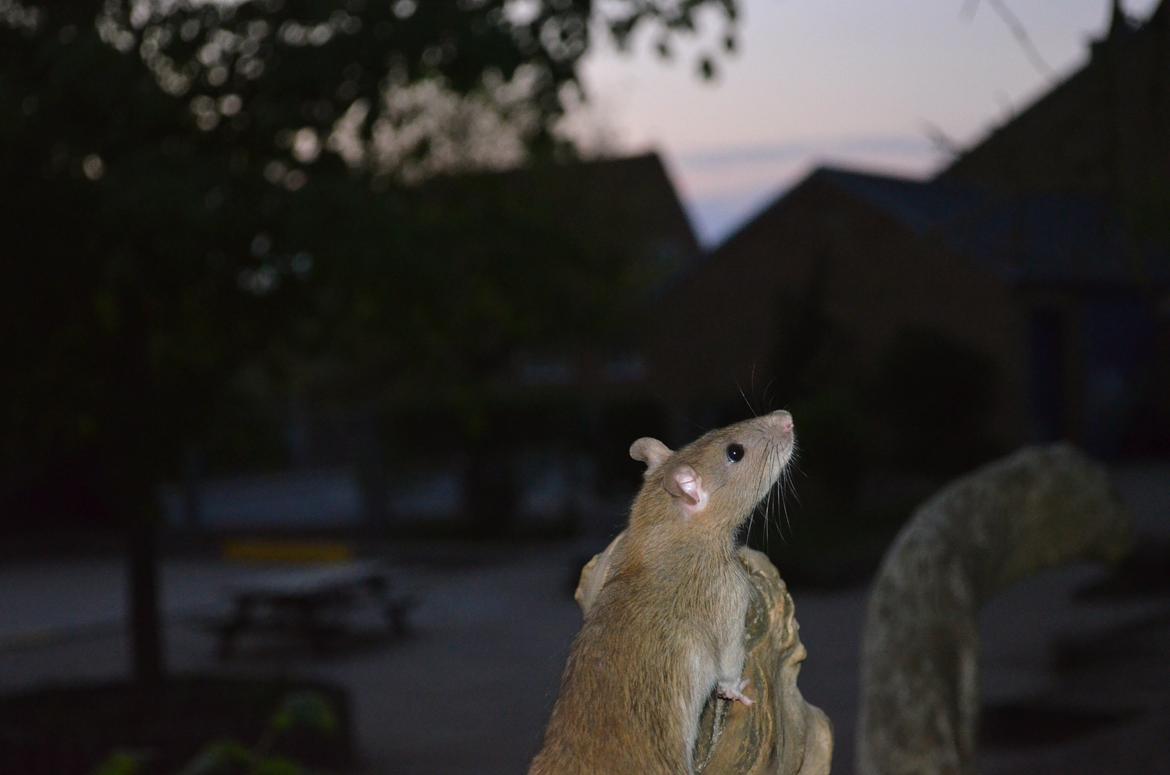 Tamrotte Tipo (Fyr på spansk) billede 8