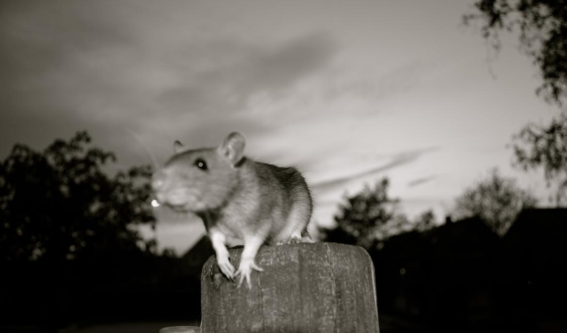 Tamrotte Tipo (Fyr på spansk) billede 9