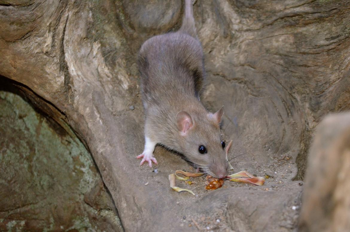 Tamrotte Tipo (Fyr på spansk) billede 10