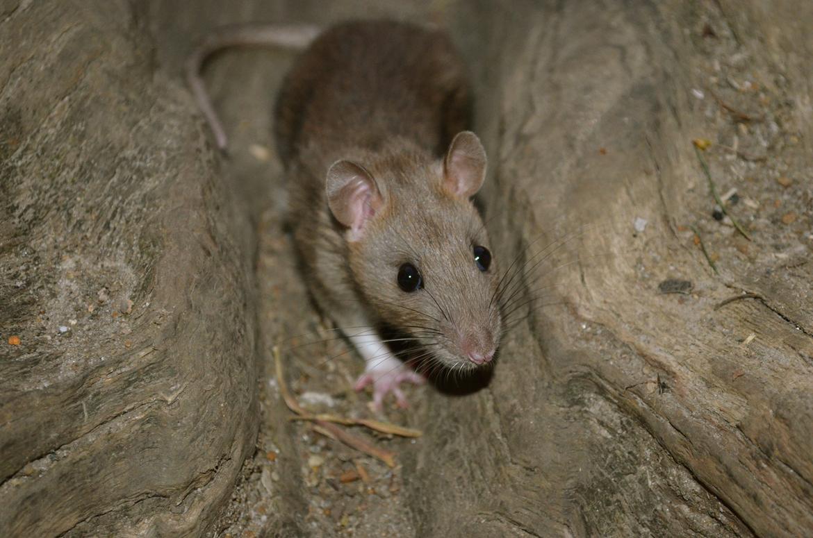 Tamrotte Tipo (Fyr på spansk) billede 11