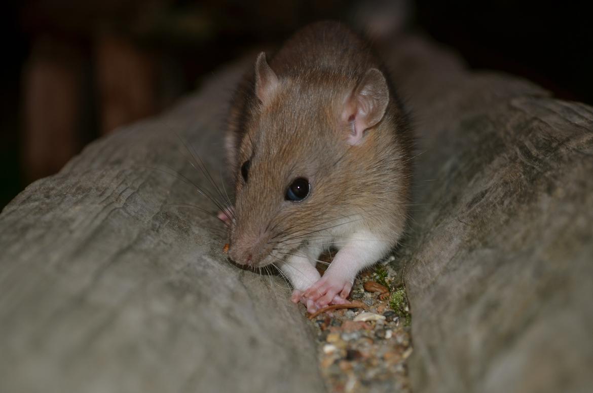 Tamrotte Tipo (Fyr på spansk) billede 12