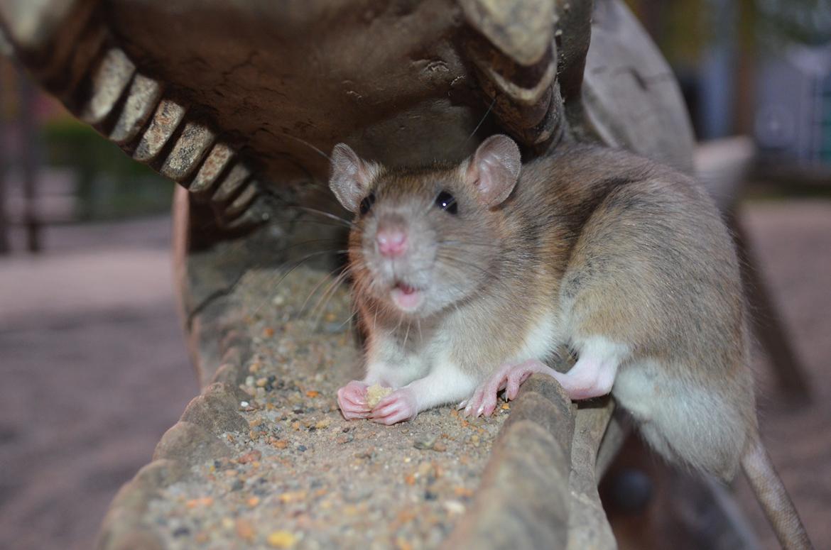 Tamrotte Tipo (Fyr på spansk) billede 13