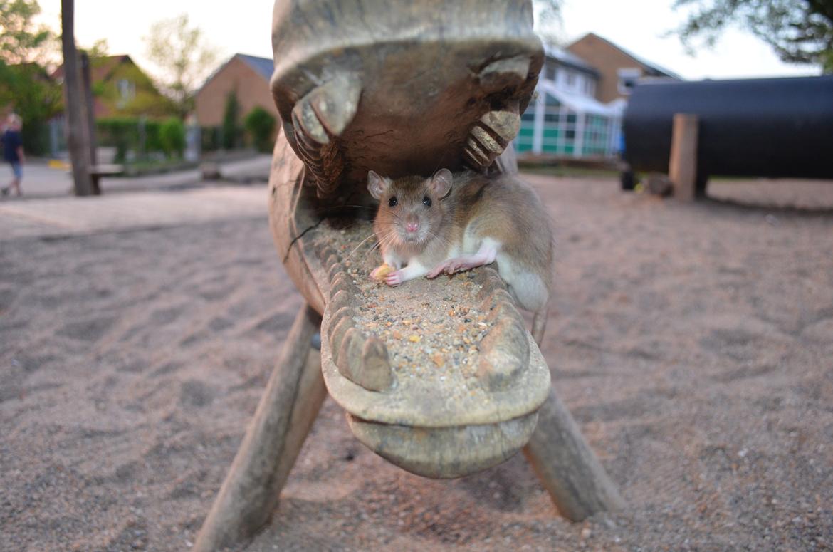 Tamrotte Tipo (Fyr på spansk) billede 14