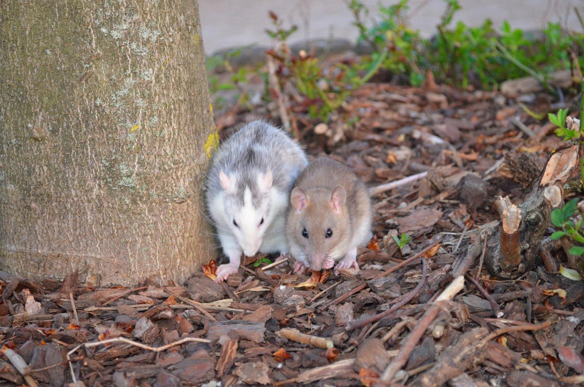Tamrotte Tipo (Fyr på spansk) billede 16