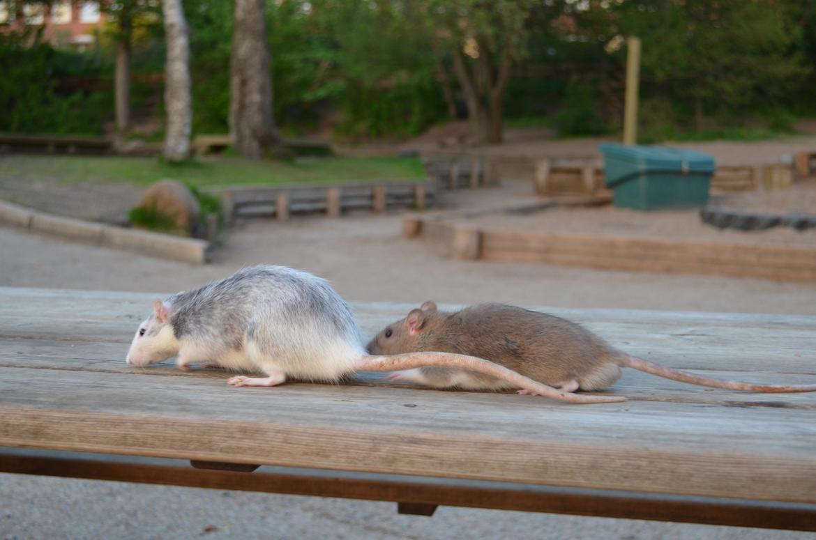 Tamrotte Tipo (Fyr på spansk) billede 17