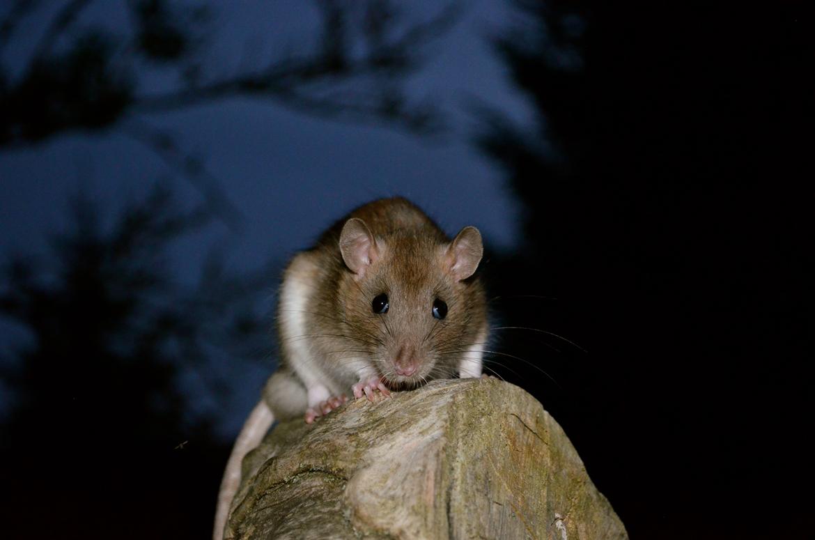 Tamrotte Tipo (Fyr på spansk) billede 18