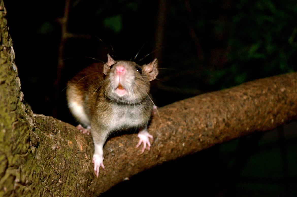 Tamrotte Tipo (Fyr på spansk) billede 19