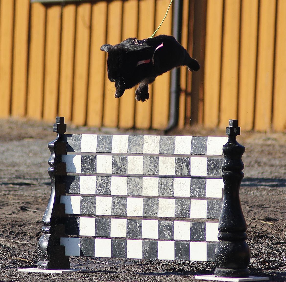 Kanin Rozettas Maddie Layne av Palema billede 2