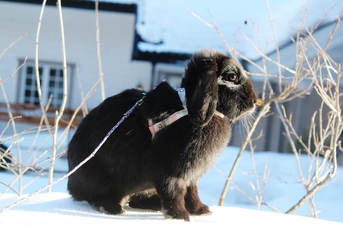 Kanin Rozettas Maddie Layne av Palema billede 3