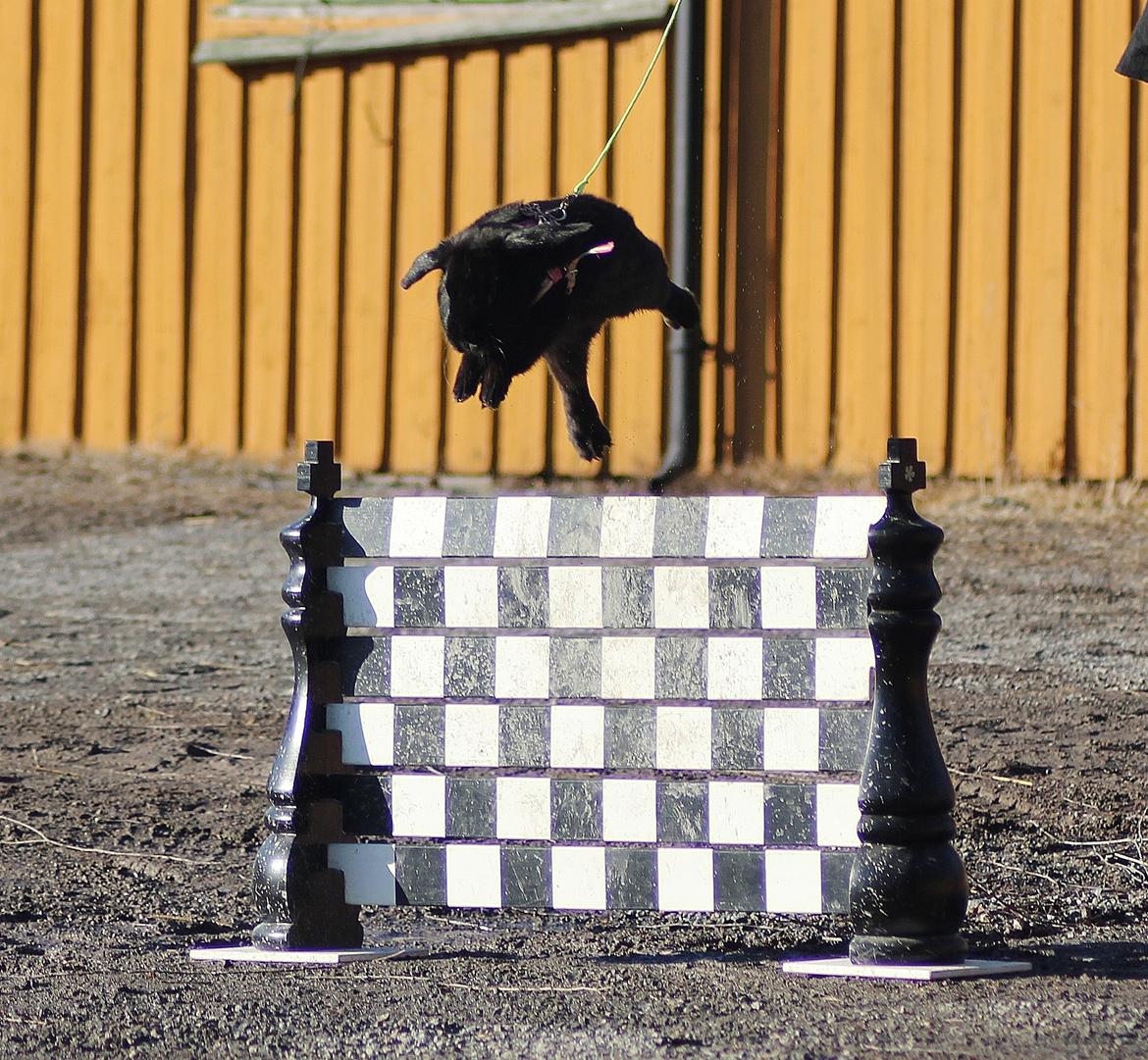 Kanin Rozettas Maddie Layne av Palema billede 4