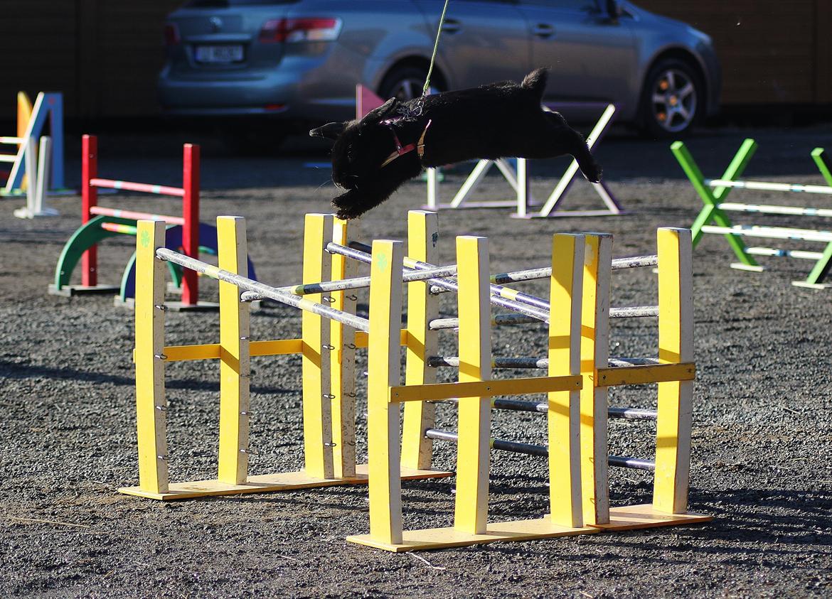 Kanin Rozettas Maddie Layne av Palema billede 5