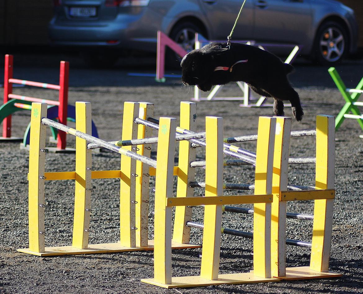 Kanin Rozettas Maddie Layne av Palema billede 6