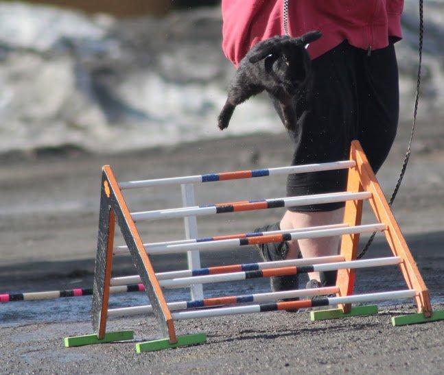 Kanin Rozettas Maddie Layne av Palema billede 7