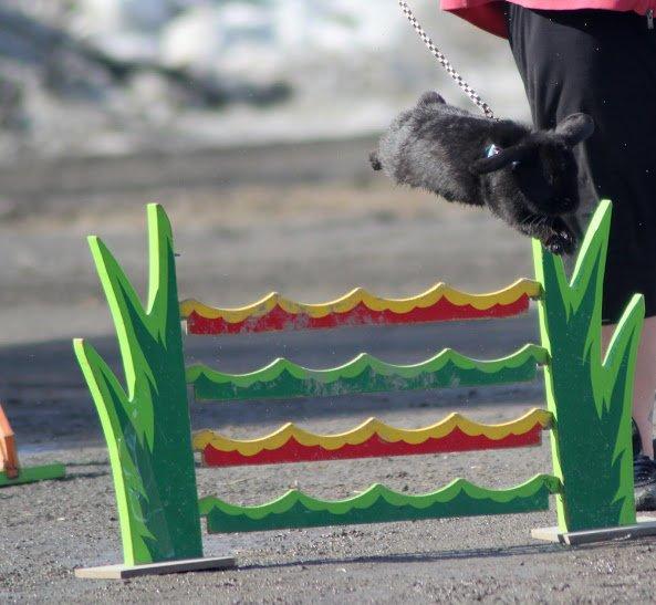 Kanin Rozettas Maddie Layne av Palema billede 8