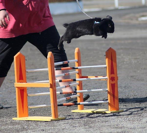 Kanin Rozettas Maddie Layne av Palema billede 1