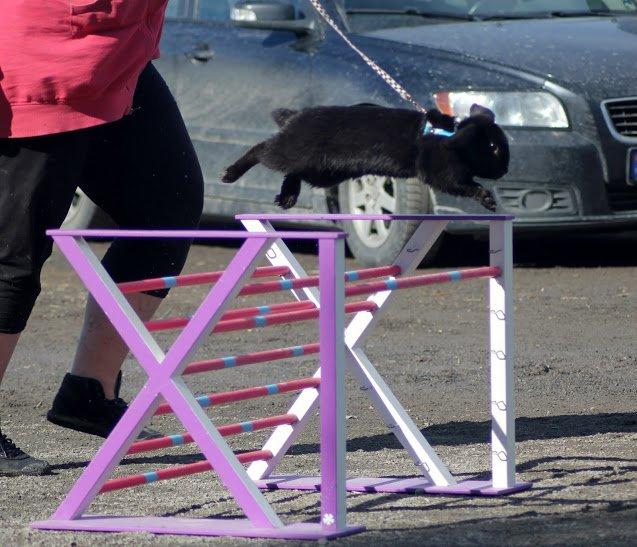 Kanin Rozettas Maddie Layne av Palema billede 9