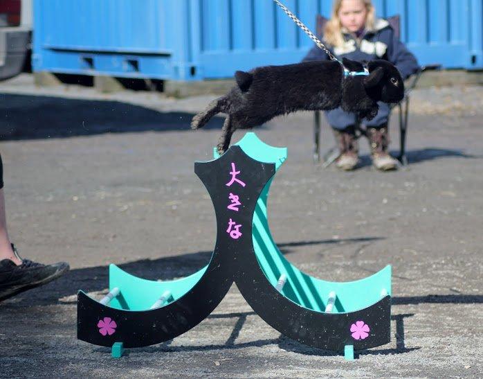 Kanin Rozettas Maddie Layne av Palema billede 10