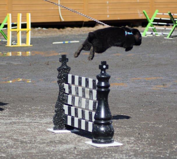 Kanin Rozettas Maddie Layne av Palema billede 11