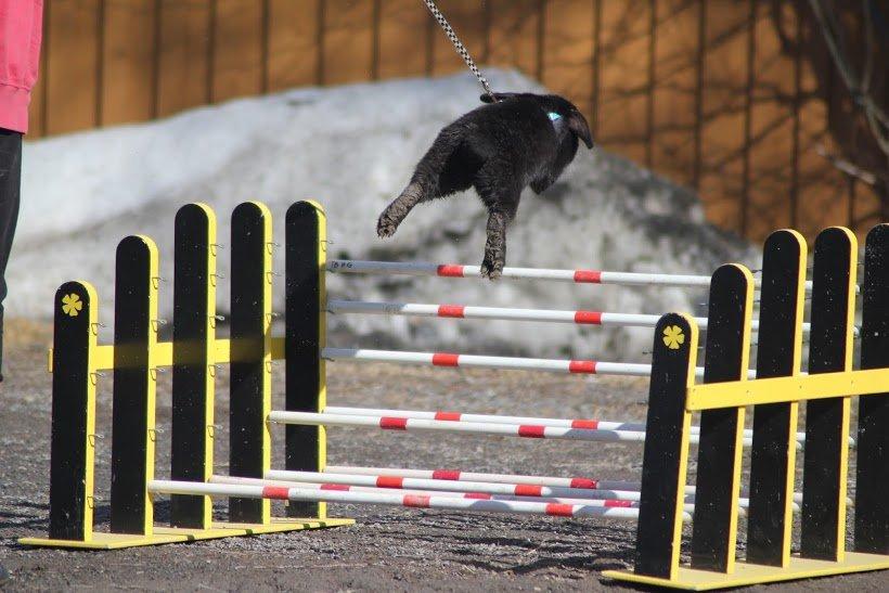 Kanin Rozettas Maddie Layne av Palema billede 12