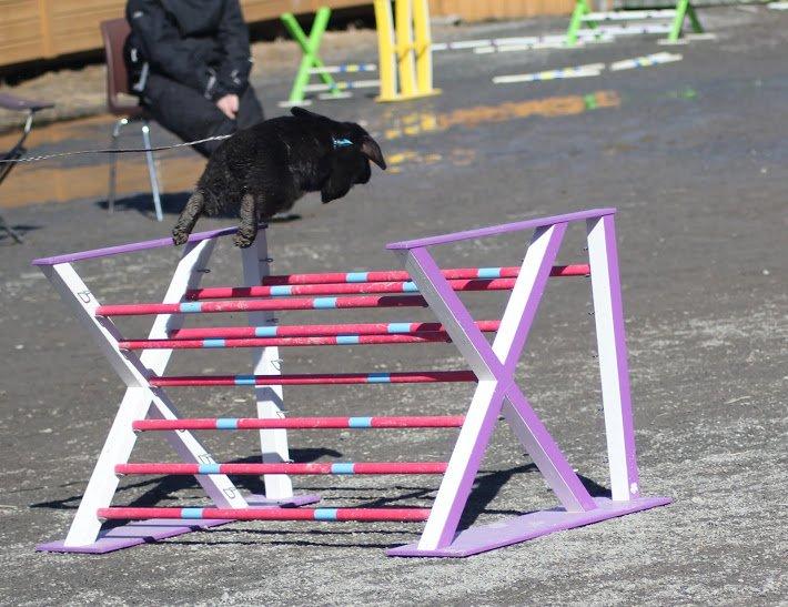 Kanin Rozettas Maddie Layne av Palema billede 13