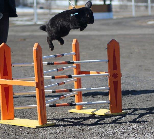 Kanin Rozettas Maddie Layne av Palema billede 14