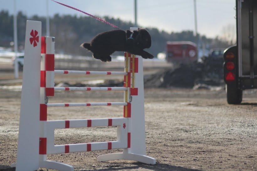 Kanin Rozettas Maddie Layne av Palema billede 15