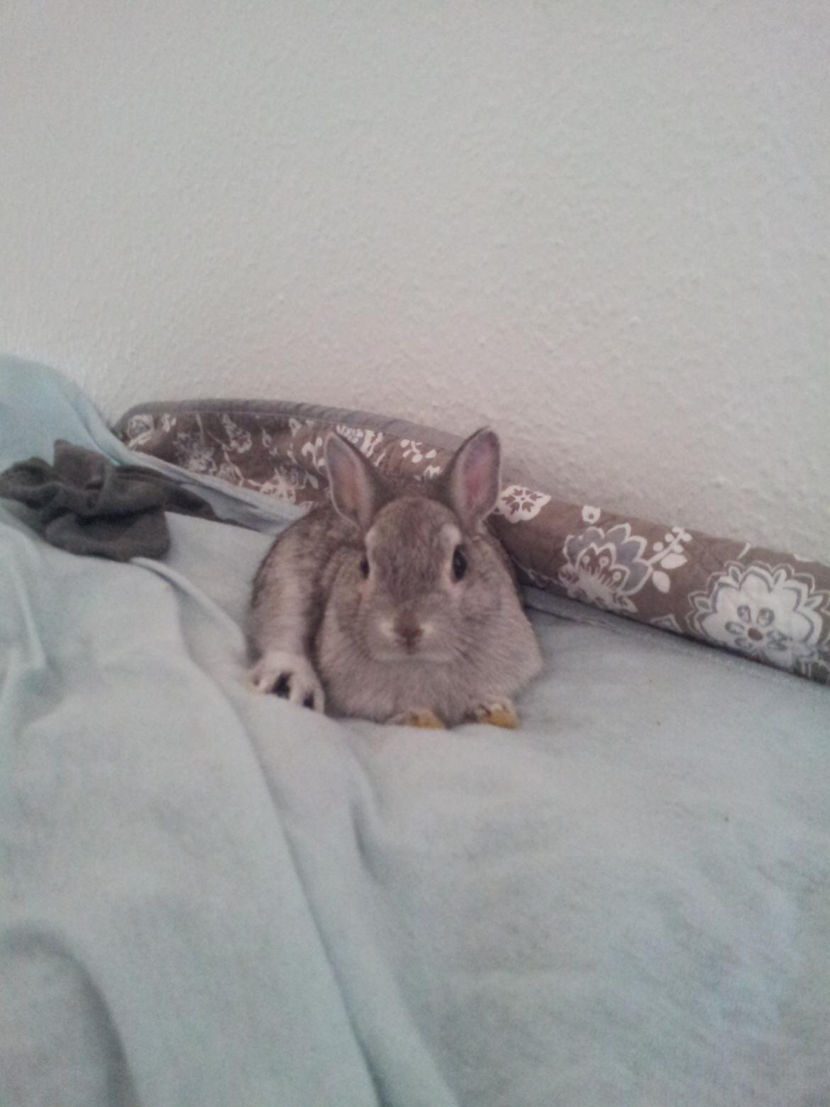 Kanin Ahrenkiels Ninka billede 4