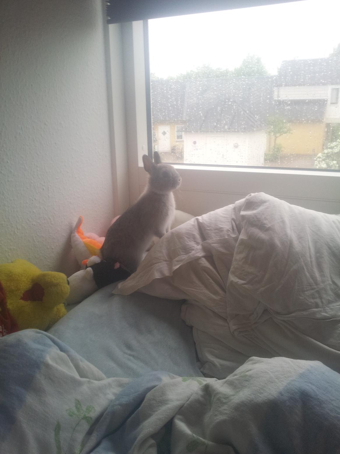 Kanin Ahrenkiels Ninka billede 5