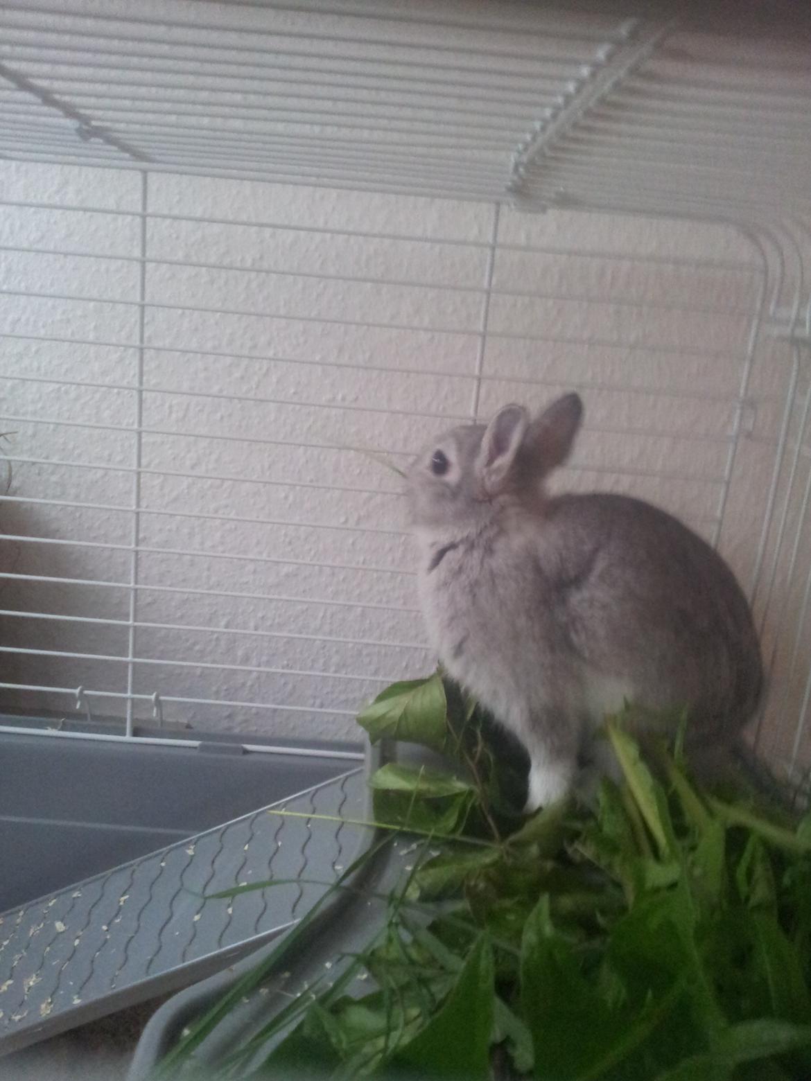 Kanin Ahrenkiels Ninka billede 6