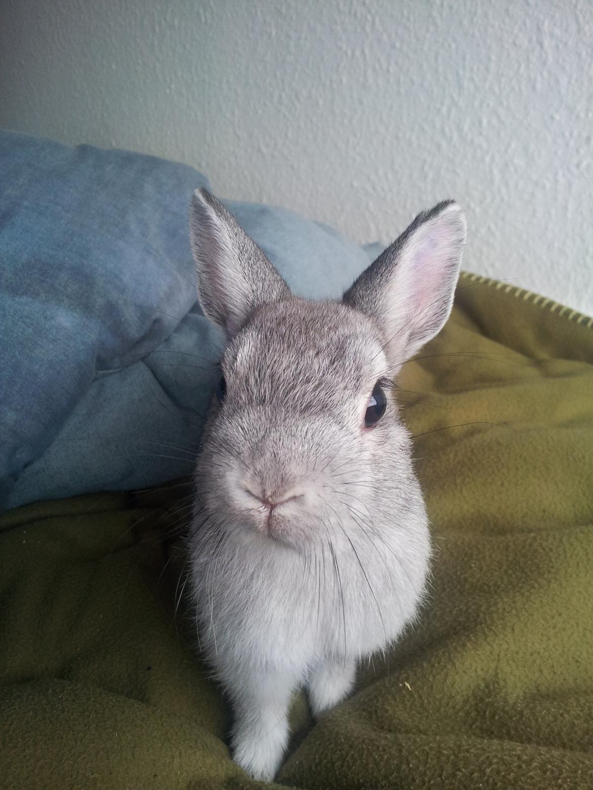 Kanin Ahrenkiels Ninka - hej se mig se mig billede 7