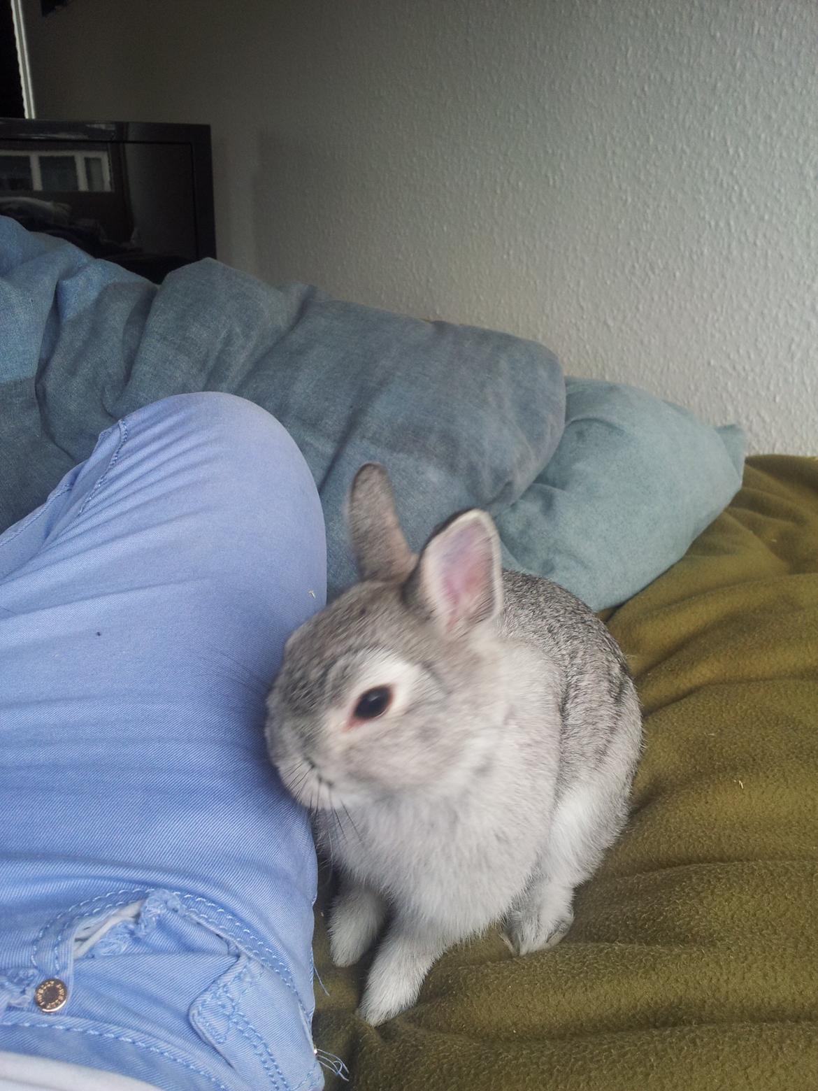 Kanin Ahrenkiels Ninka billede 8