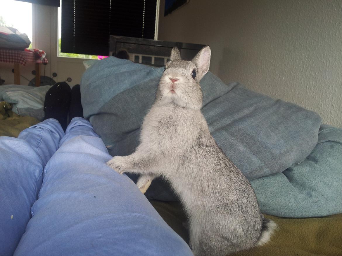 Kanin Ahrenkiels Ninka billede 9