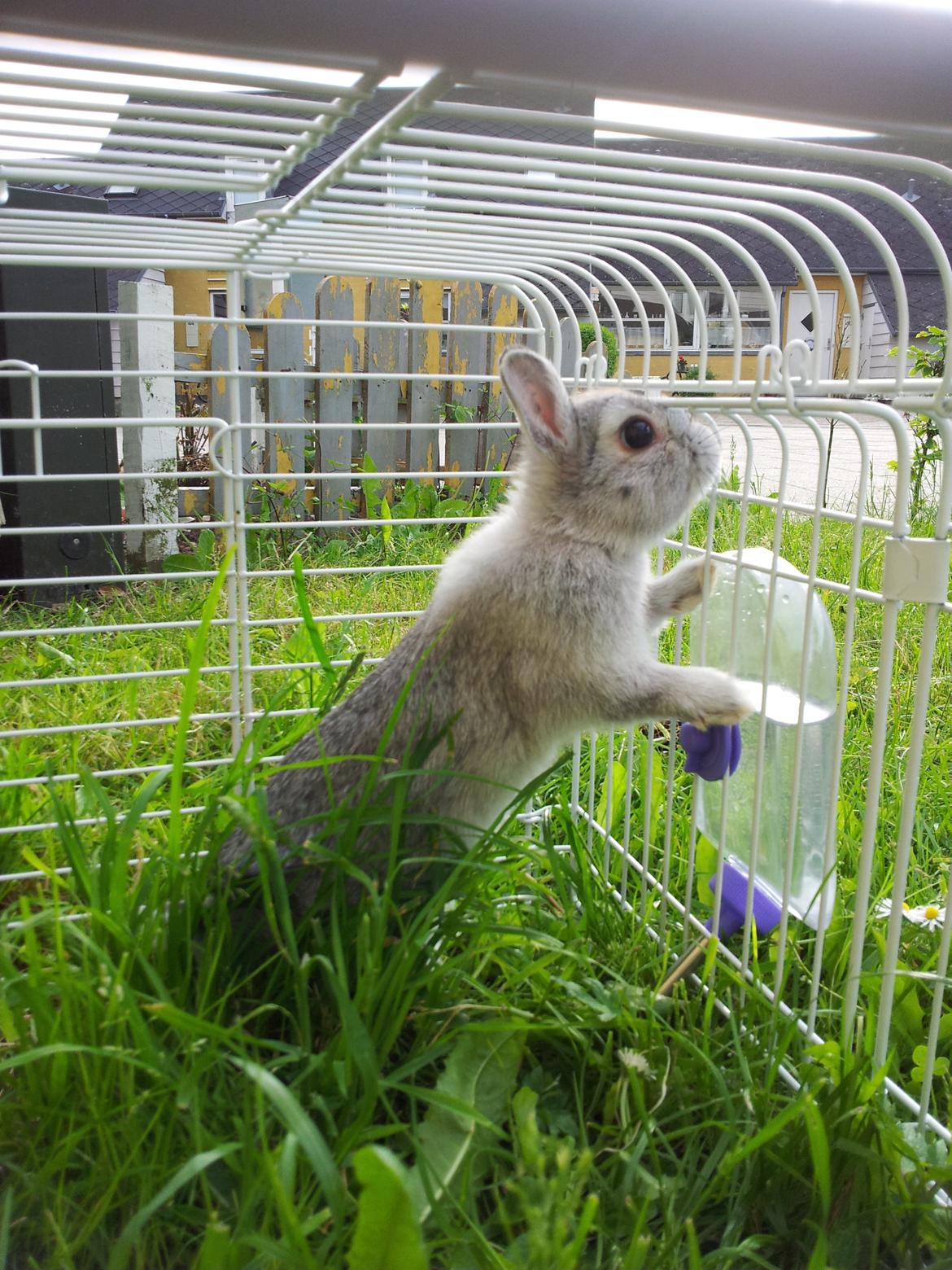 Kanin Ahrenkiels Ninka billede 10