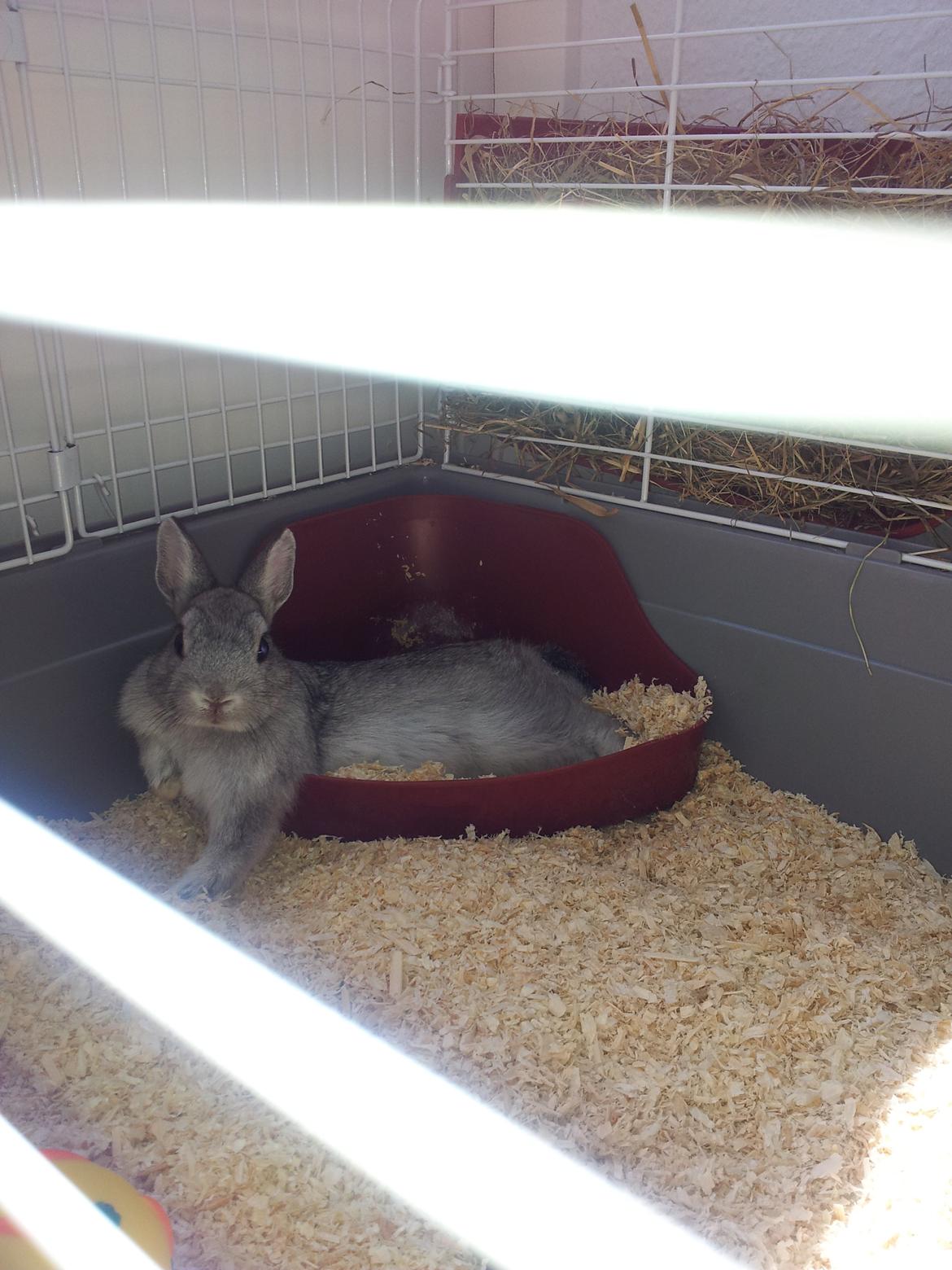 Kanin Ahrenkiels Ninka - han forstå hvis ikke at det er hans wc ;) billede 11