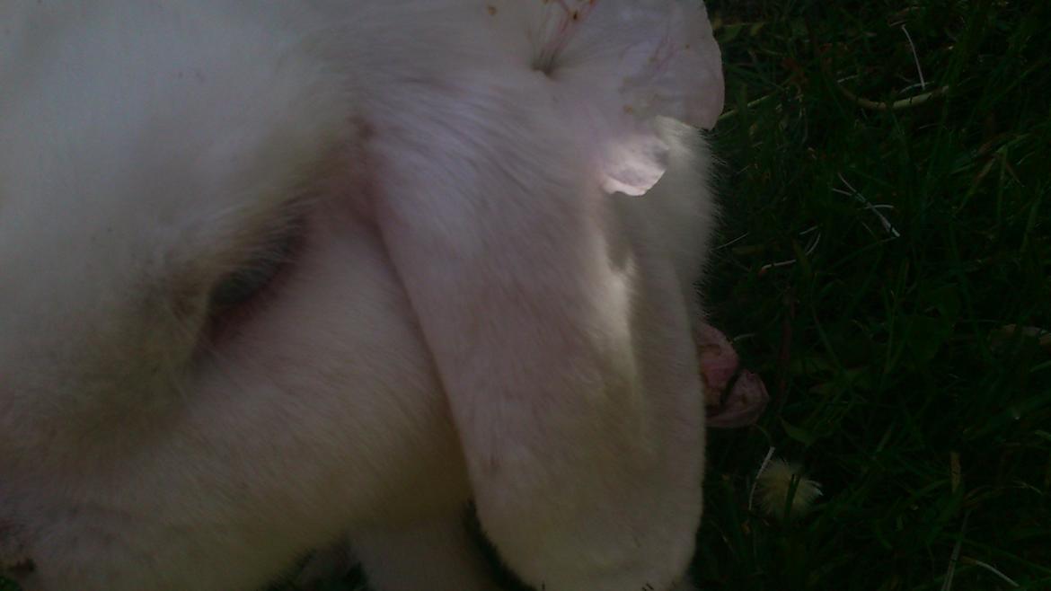 Kanin Nanna Nysgerrig - Beautiful<3 billede 4
