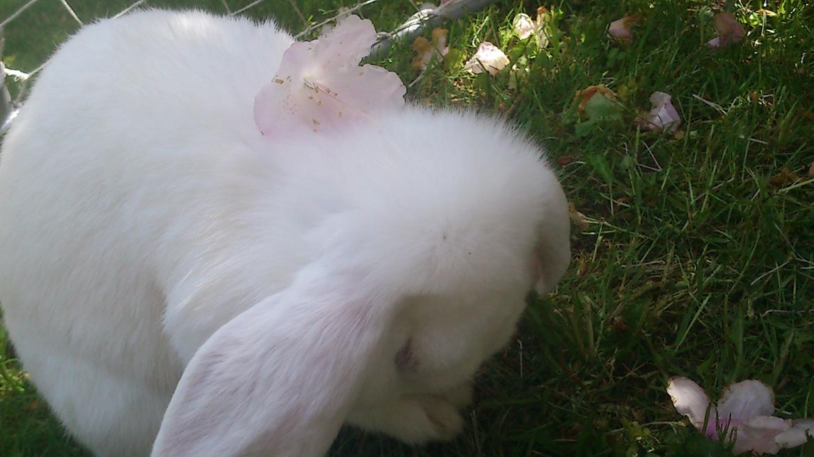 Kanin Nanna Nysgerrig - Man skal da også lige pudse sig^^ billede 5