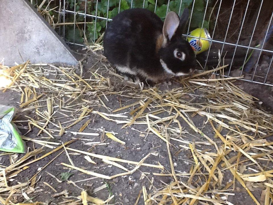 Kanin Batman billede 1