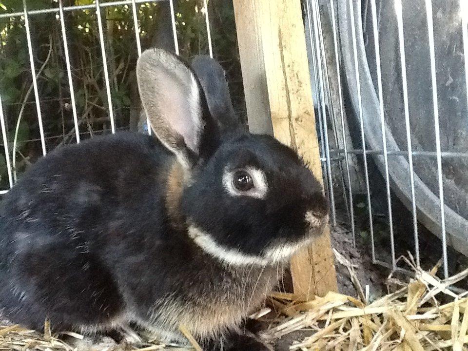 Kanin Batman billede 2