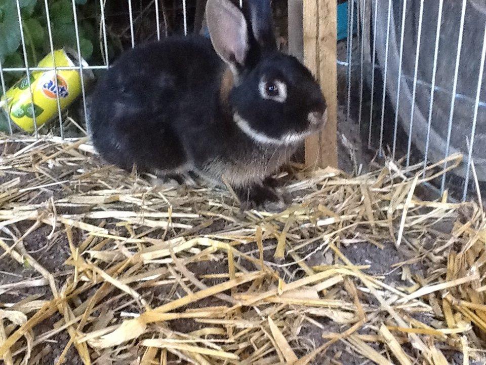 Kanin Batman billede 3