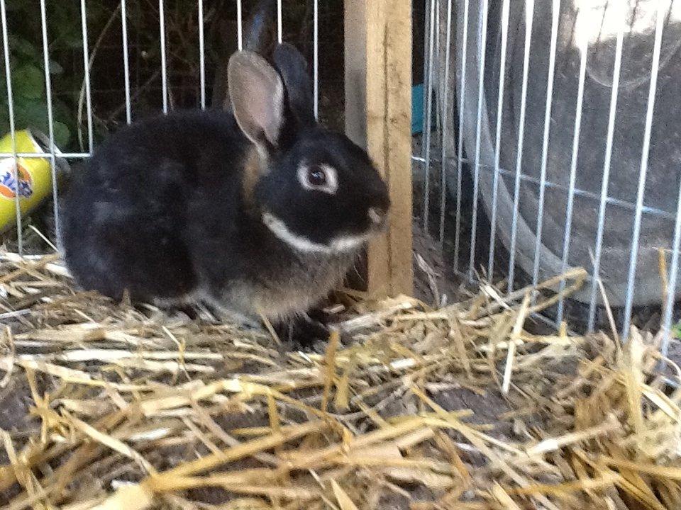 Kanin Batman billede 4