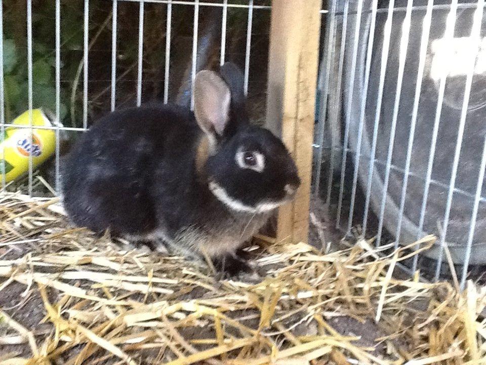 Kanin Batman billede 5