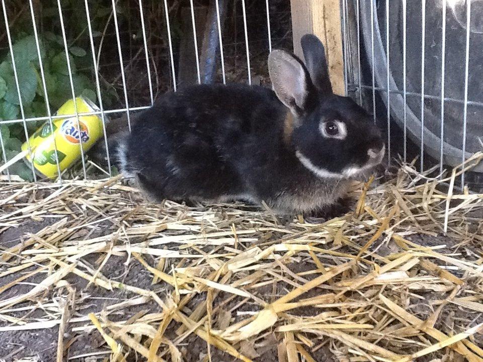 Kanin Batman billede 6