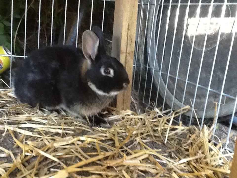 Kanin Batman billede 7